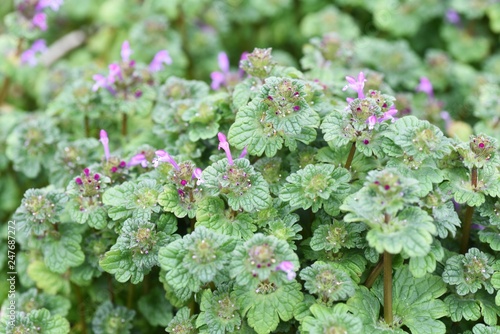 Henbit (Lamium amplexicaul) photo