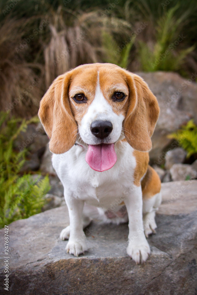 Beagle dog with floppy ears and a pink tongue sits on a rock looking toward the viewer.