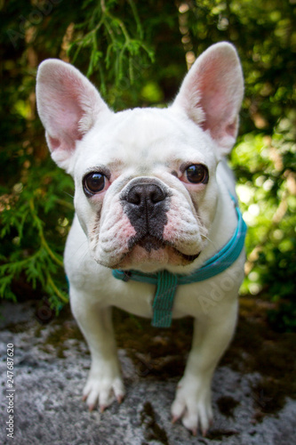 A small white french bulldog puppy sits and gives the viewer a serious look. © Raindog Photography
