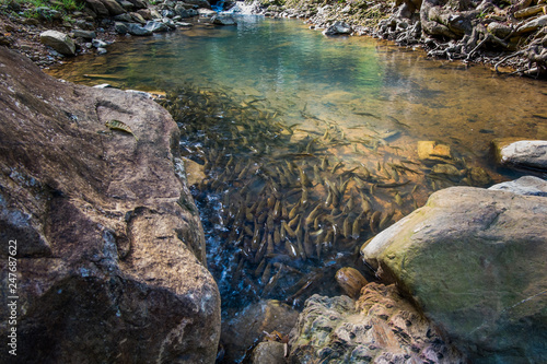 Beautiful streams in nature, shady, cool, with lots of fish, fresh air, suitable for relaxation.
