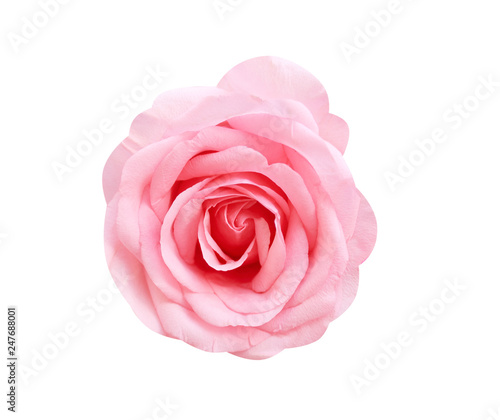 Colorful big light pink rose flowers blooming natural patterns top view isolated on white background with clipping path
