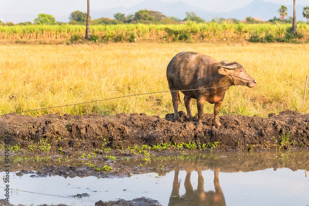 Water buffalo in the countryside Thailand. Water buffalo in the countryside Thailand.