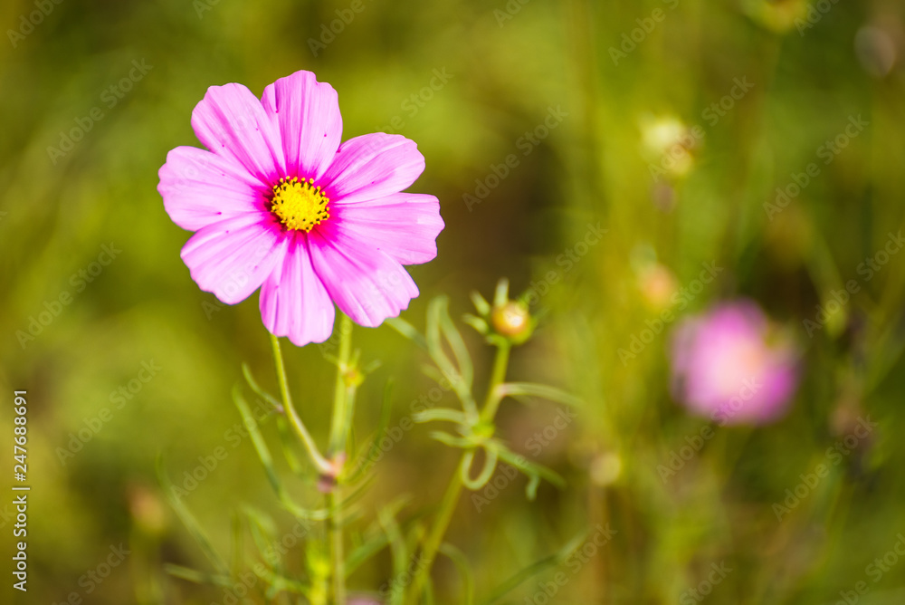 Cosmos flower in field , selective focus.Thailand. Cosmos flower in field , selective focus.Thailand.