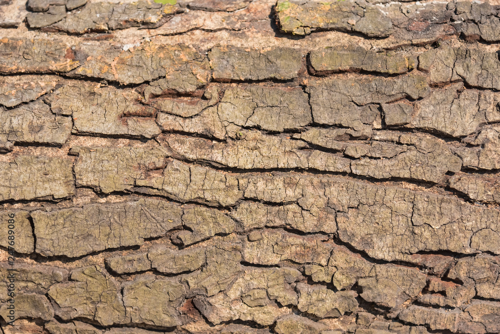 Scorched bark close up, background. Wooden texture abstract background.