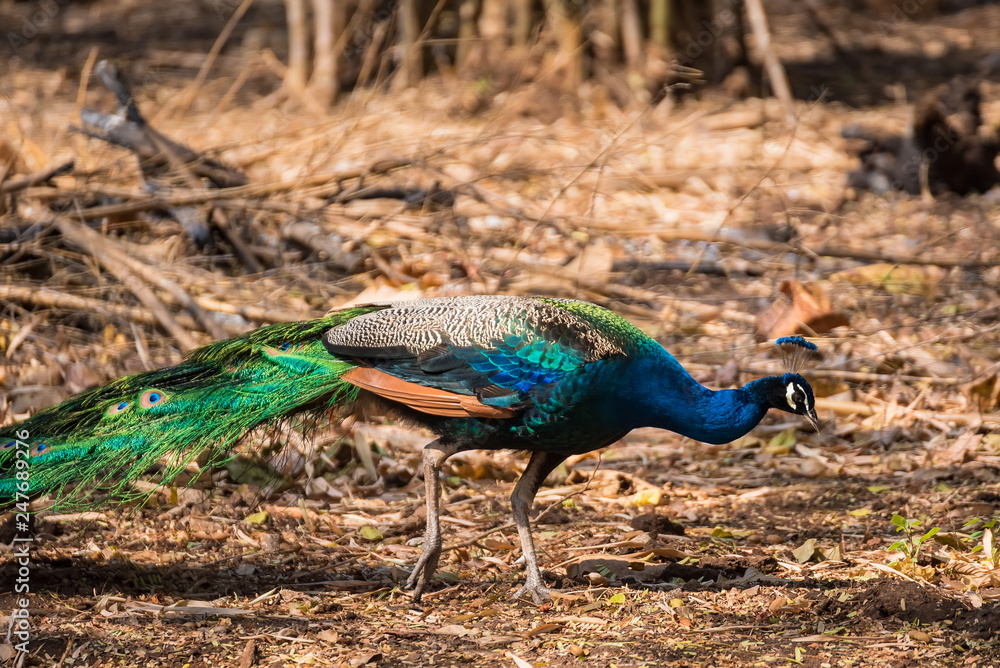 Obraz premium Male colorful peacock in the temple Thailand.