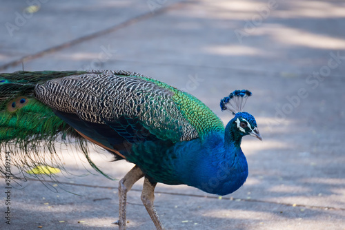 Male colorful peacock in the temple Thailand.