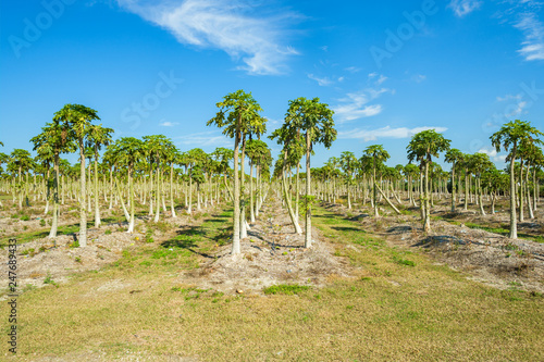 Papaya Orchard