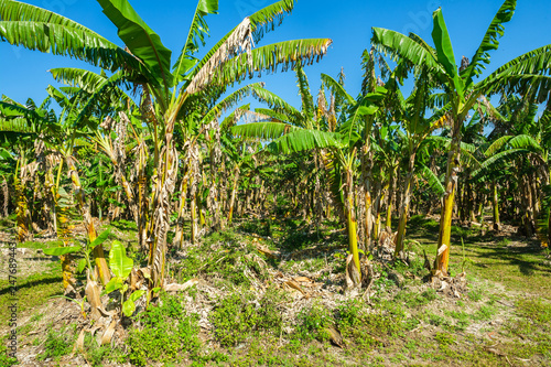 Banana Plantation