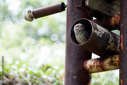 Tableau sur toile An owlet in a hole rusty metal beam with bubble blur background
