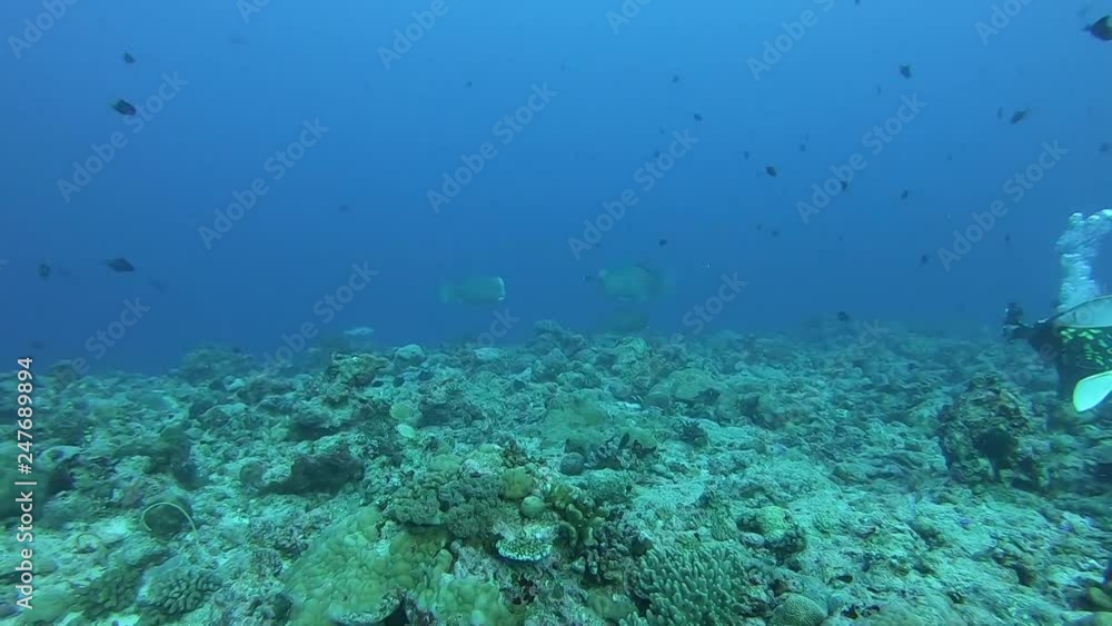 Two Green Humphead Parrotfish are fighting in territorial warfare. Two Green Humphead Parrotfish are fighting in territorial warfare.