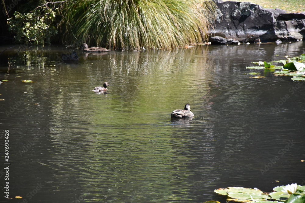 Ducks swimming in a fish pond on a sunny day