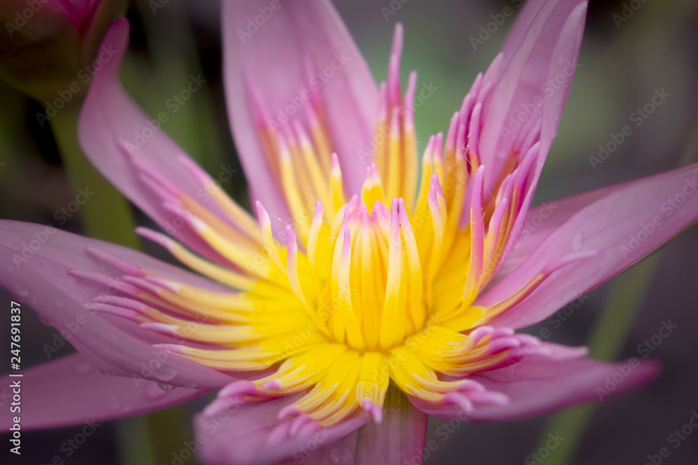 pink lotus flower pink lotus flower