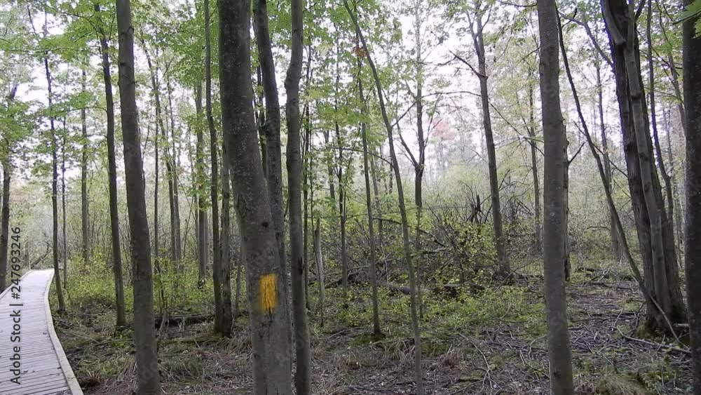 4K Pan Of Pathway And Trees In Bog With Yellow Marking On Tree And Wooden Pathway 4K Pan Of Pathway And Trees In Bog With Yellow Marking On Tree And Wooden Pathway