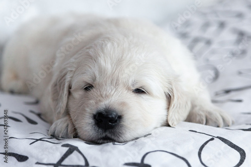 little puppy golden retriever lying on the bed shee photo