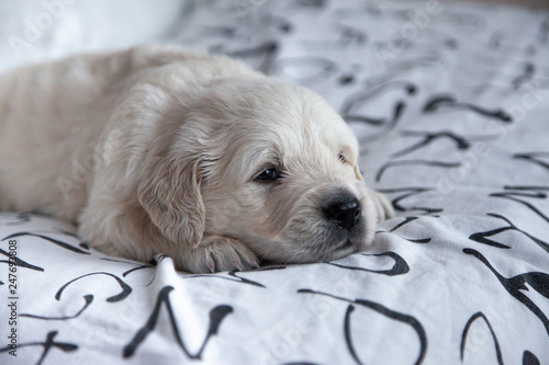 little puppy golden retriever lying on the bed shee photo