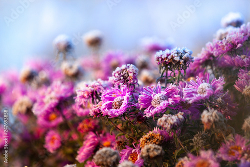 autumn asters in hoarfrost at dawn after first frost