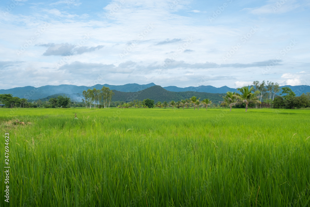 The beautiful landscape and paddy rice field in the countryside of Chiang Rai province of Thailand.