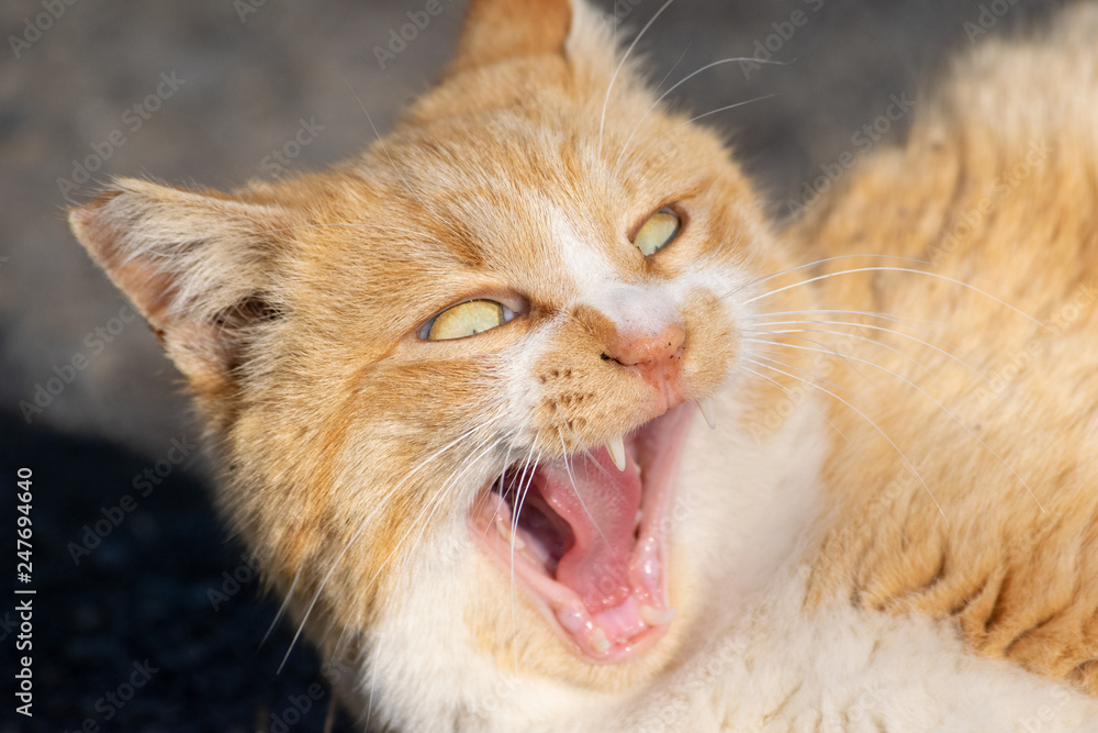 怖い顔になったあくび猫 怖い顔になったあくび猫