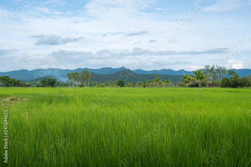 The beautiful landscape and paddy rice field in the countryside of Chiang Rai province of Thailand.