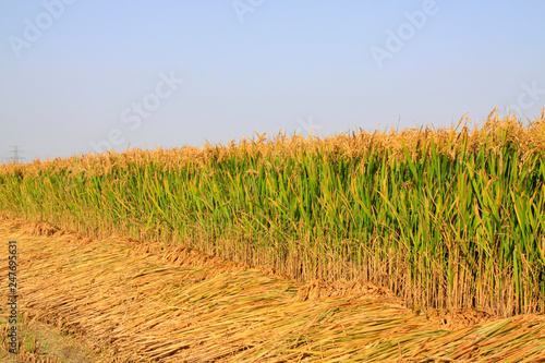 rice in the field photo