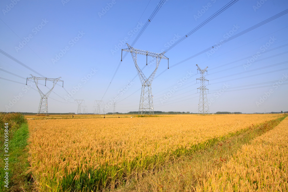 Rice and electric tower