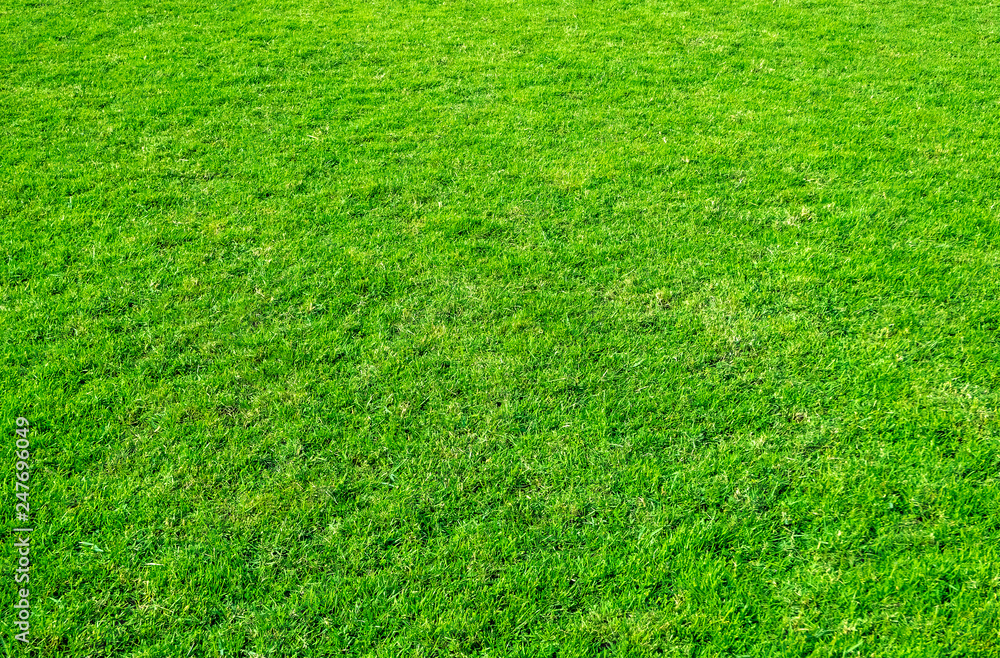 Background of green grass field. Green grass pattern and texture. Green lawn for background. Background of green grass field. Green grass pattern and texture. Green lawn for background.