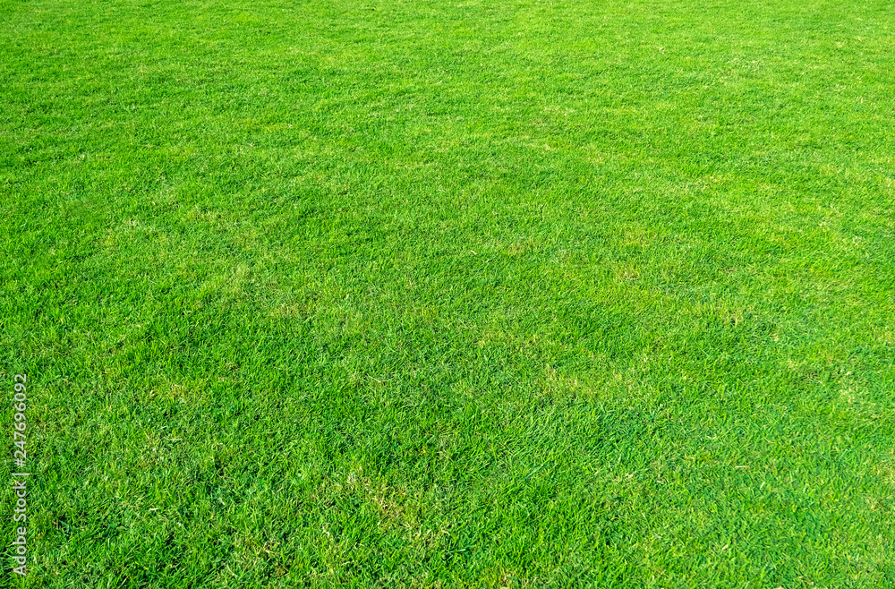 Background of green grass field. Green grass pattern and texture. Green lawn for background. Background of green grass field. Green grass pattern and texture. Green lawn for background.