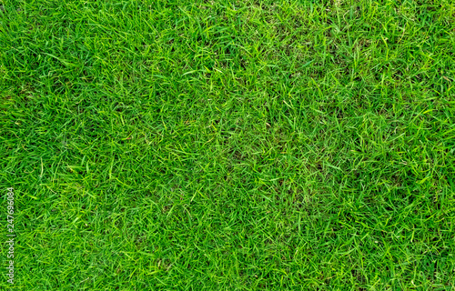 Green grass texture for background. Green lawn pattern and texture background. Close-up.