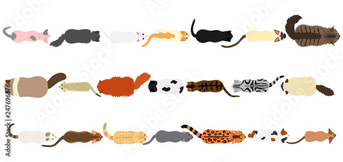 cats border set