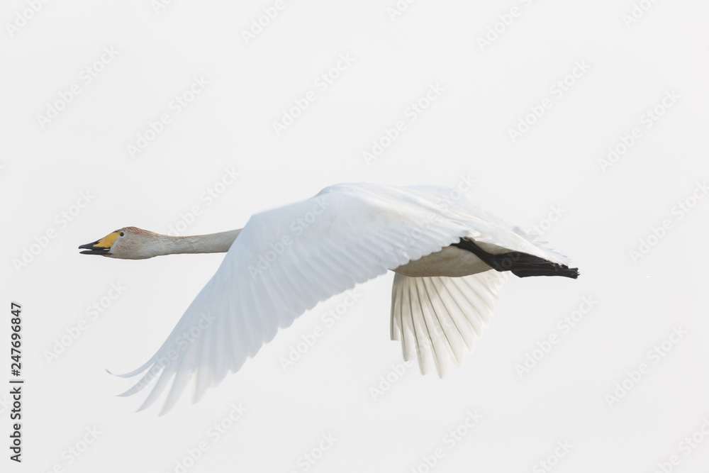 Fototapeta premium Cygnus cygnus