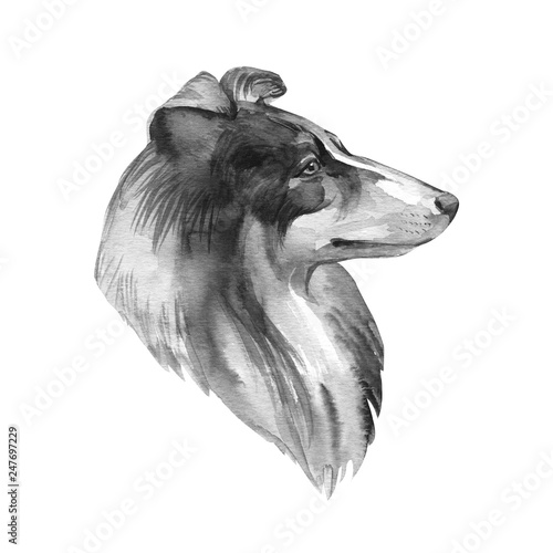 Collie. Portrait dog. Watercolor hand drawn illustration.