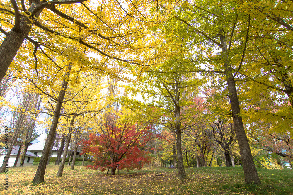 Fototapeta premium autumn tree colorful