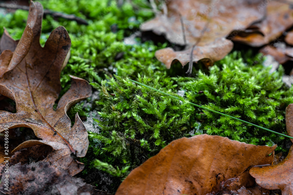 Herbstmoos Herbstmoos