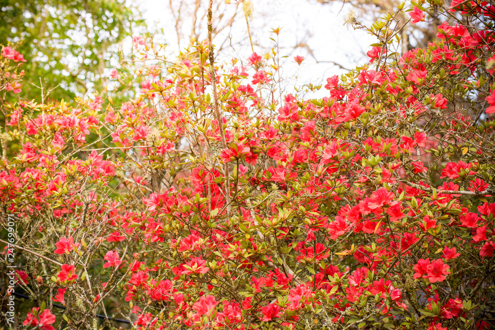 red azalea flower blossoming on nature garden - Rhododendron Ericaceae flower wild rose in thai