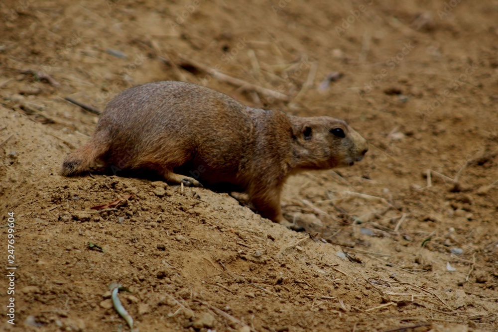 Prairie Dog Prairie Dog