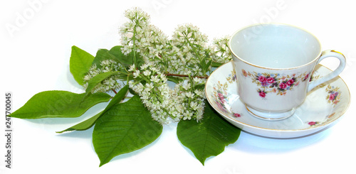 juniper stand under a hot, porcelain couple cup and saucer, flowering branch of white cherry isolated