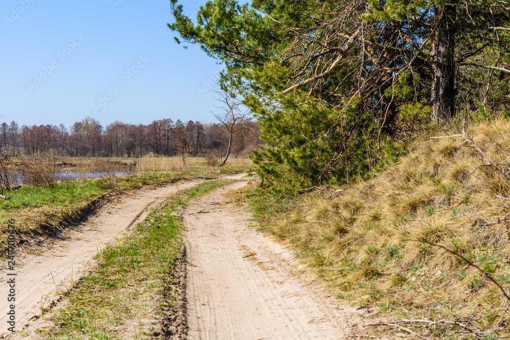 Dirt road near the forest on early spring