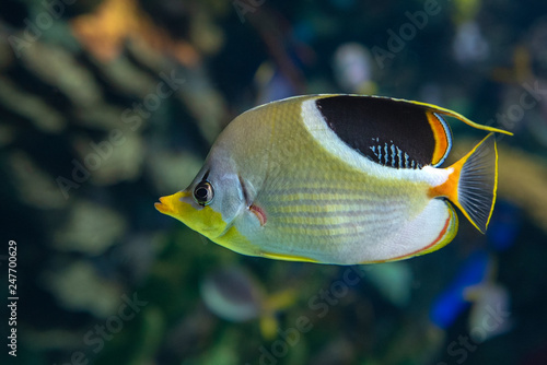Photos A Saddled Butterflyfish, Chaetodon ephippium - coral fish, detail,close up