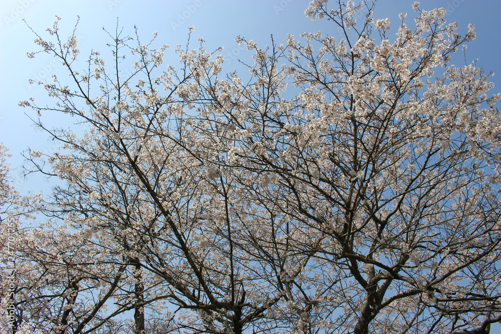 桜と青空