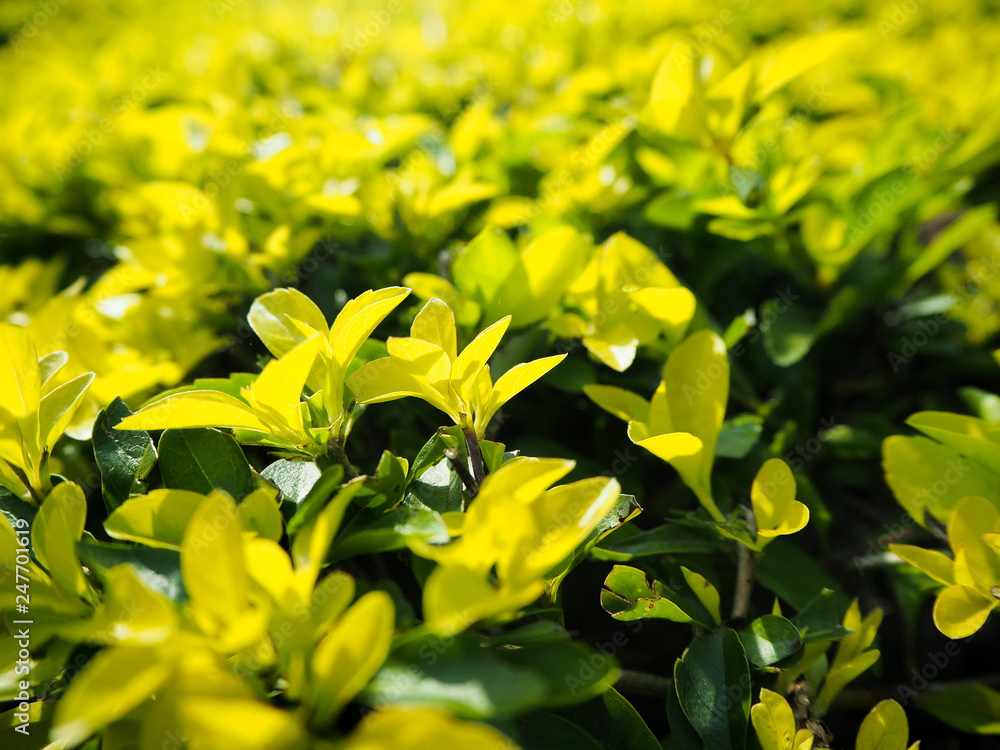 Green fresh plants grass closeup for background Green fresh plants grass closeup for background