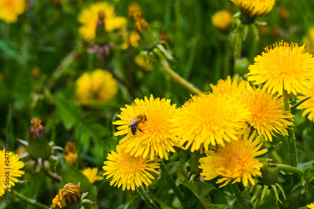 beautiful yellow dandelions in the natural environment beautiful yellow dandelions in the natural environment