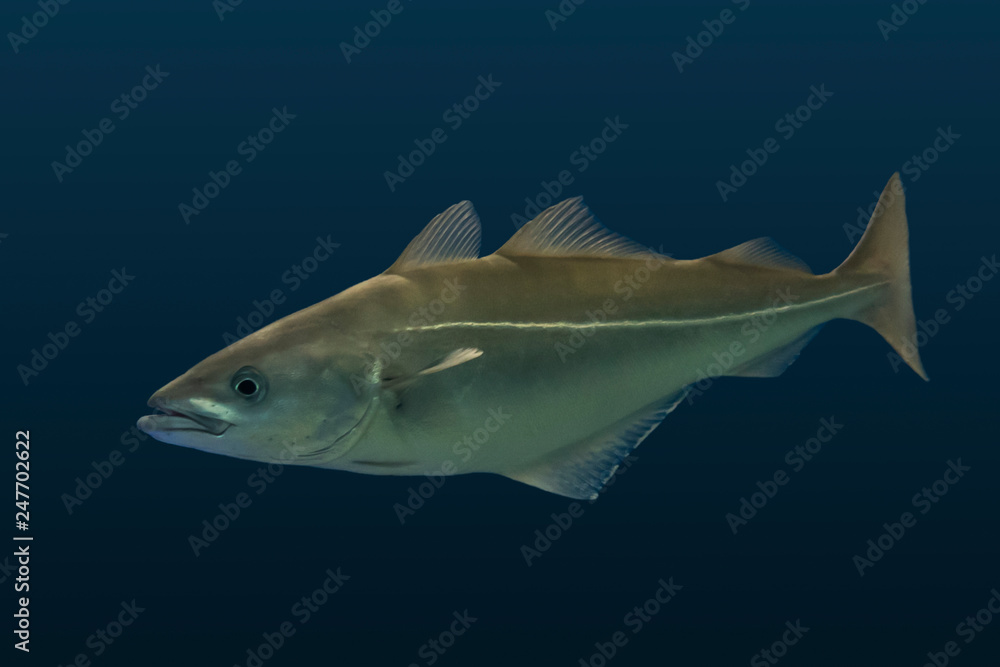 Naklejka premium Pollock - Pollachius pollachius (Atlantic or European pollock),sea fish