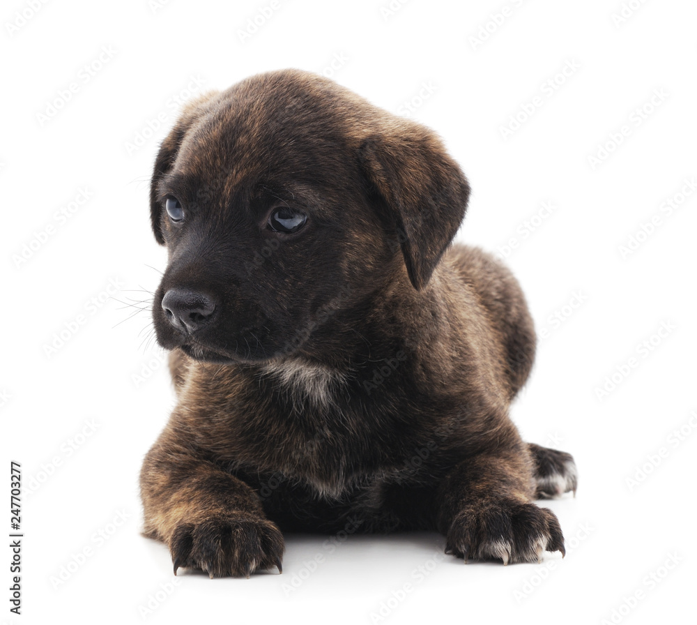 One black dog. One black dog.