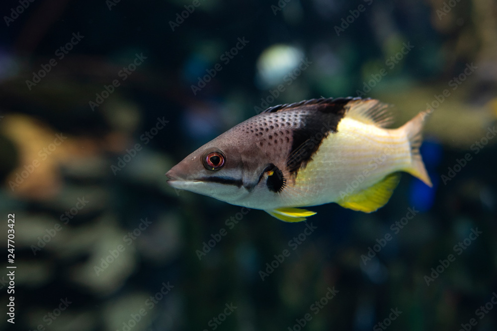 Split-level hogfish, Bodianus mesothorax, coral fish, detail,close