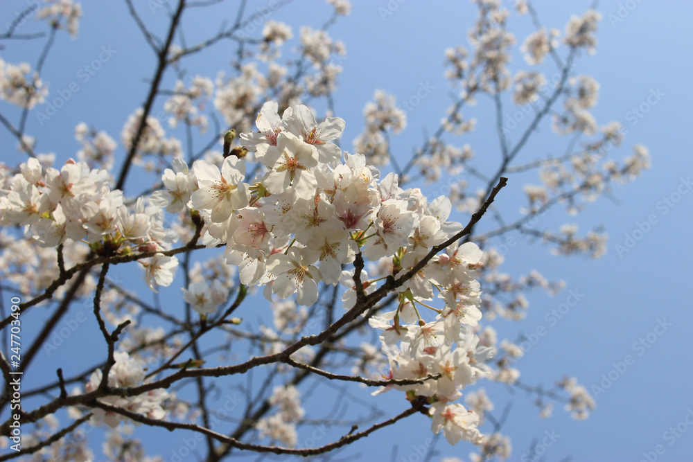 桜と青空 桜と青空