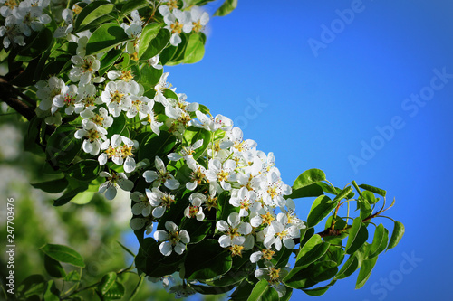 Spring background. Beautiful branch pear tree blossoms against a blue background photo