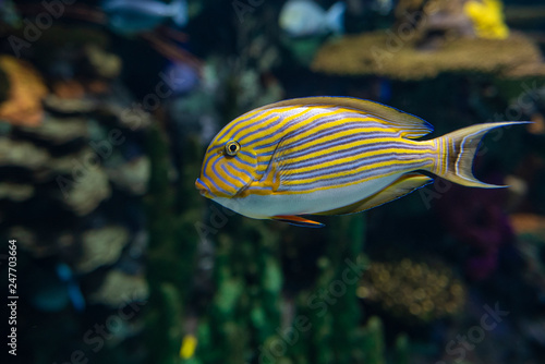 Blue banded surgeonfish Acanthurus lineatus, also known as the zebra surgeonfish 