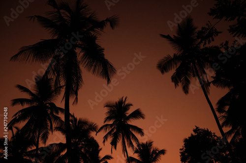 Exotic Orange Sunset Palm Silhouette Landscape. Sri Lanka Beach