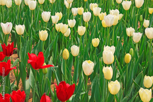 Tulips flowers in the garden