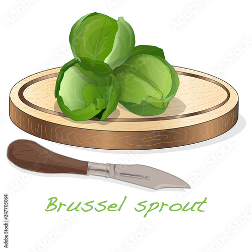 A pile of Brussels sprouts on the dish vector illustration. White background.